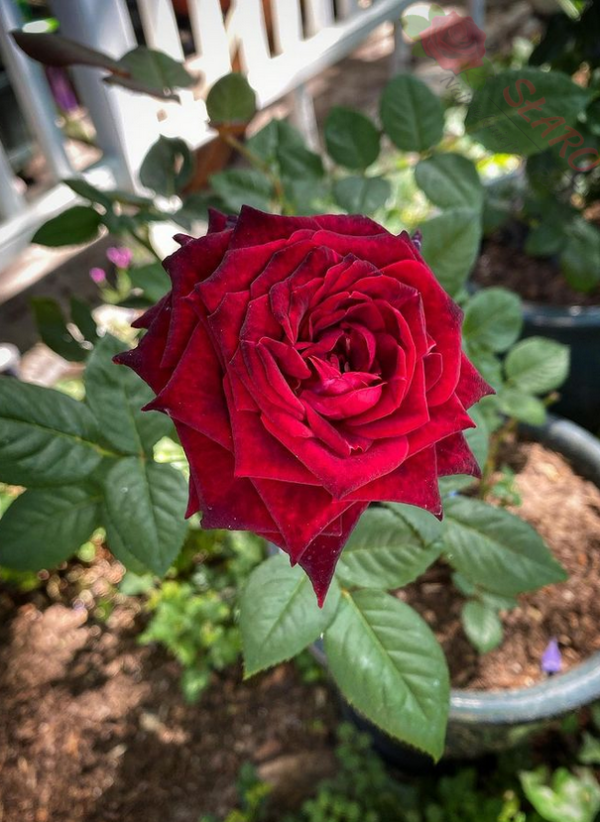 Black Baccara® - Róża wielkokwiatowa - obrazek 3
