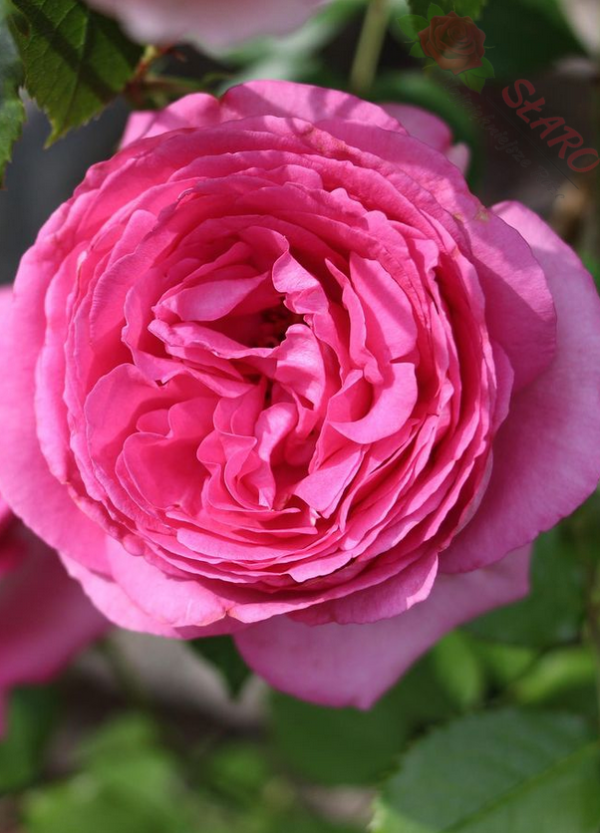 Pink Eden Rose® - Róża pnąca - obrazek 6