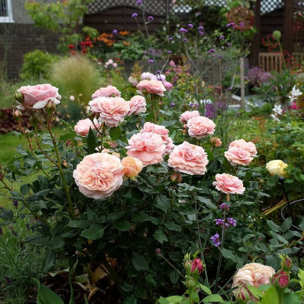 Garden of Roses® - Róża rabatowa - obrazek 3