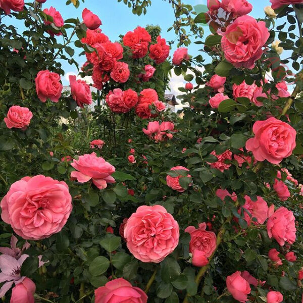Rosarium Uetersen® - Róża pnąca - obrazek 4