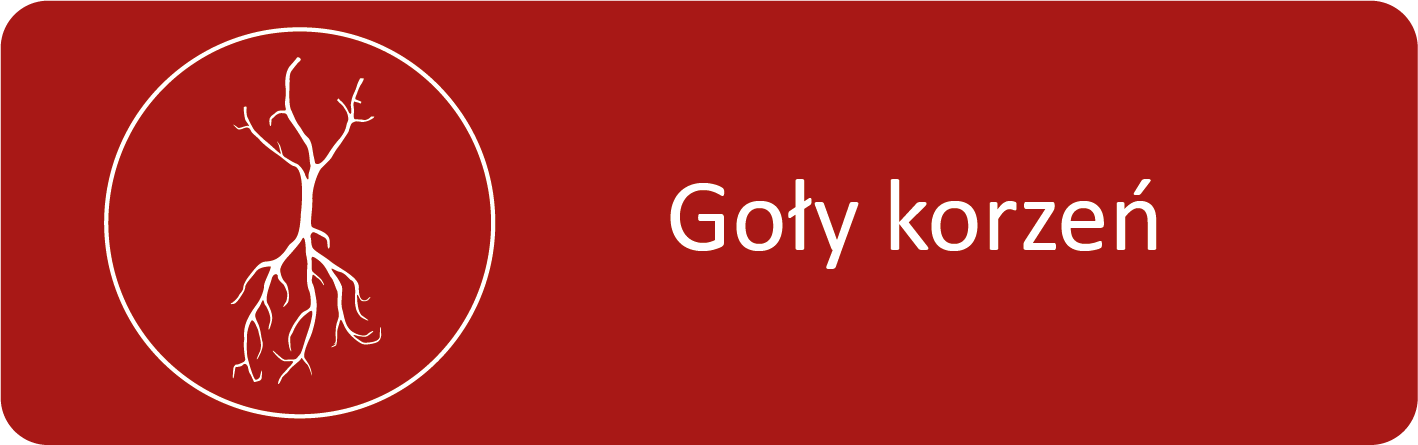 Róża goły korzeń