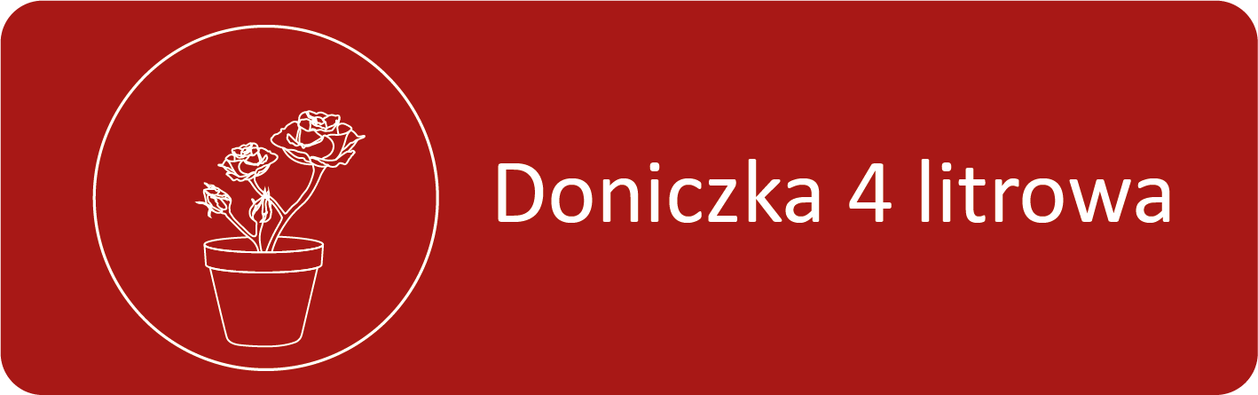 Róża w doniczce 4 litrowej